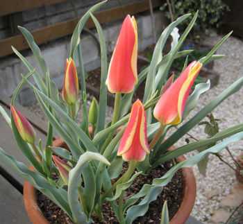 tulip_cruciana110412.jpg